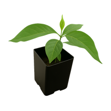 Load image into Gallery viewer, Grandmother Vine (Yagé) - Live Rooted Plant
