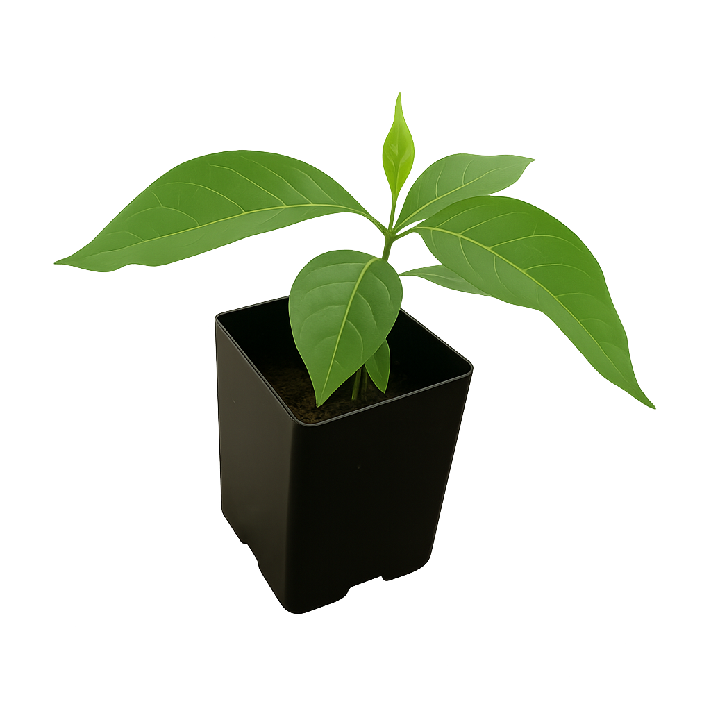 Grandmother Vine (Yagé) - Live Rooted Plant